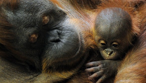 Endangered Sumatran Orangutan Born in Sacramento Zoo, First Since 1981