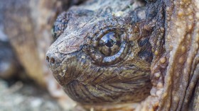 Snapping Turtle Chonkosaurus Spotted Basking in Formerly Toxic Chicago River