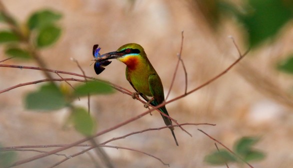 INDIA-ENVIRONMENT-NATURE-BIRD