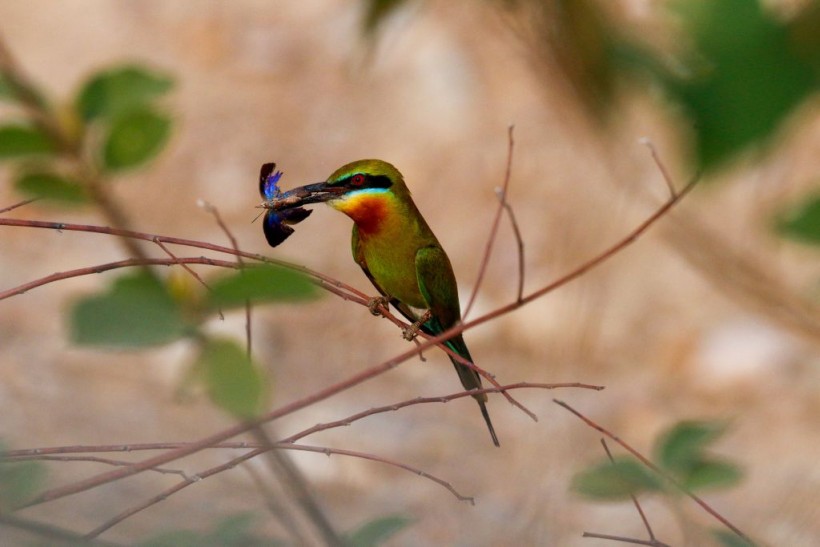 INDIA-ENVIRONMENT-NATURE-BIRD