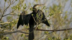 Migratory Devil Bird Sets Up Nest in New York in New Migration Patterns