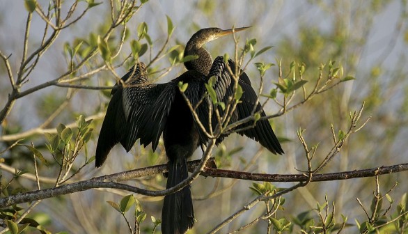 Migratory Devil Bird Sets Up Nest in New York in New Migration Patterns