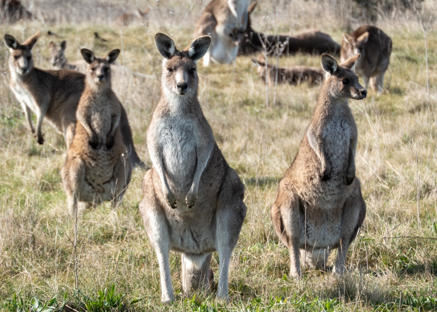 australian food kangaroo