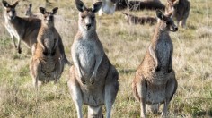 Kangaroo Population Boom Might Lead to Food Shortage, Experts Suggest Hunting Over Starvation —Australia