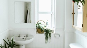 5 Indoor Plants for Picture-Perfect Bathrooms
