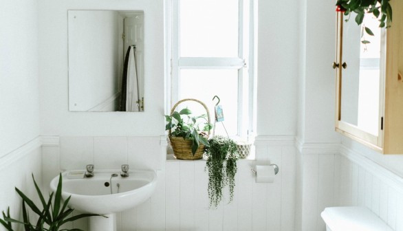 5 Indoor Plants for Picture-Perfect Bathrooms