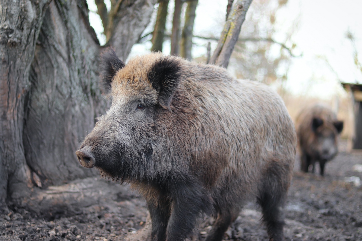 Wild Hogs Disrupt Soil, Fireflies, Visitor Area in Congaree National