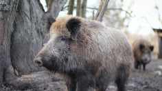Wild Hogs Disrupt Soil, Fireflies, Visitor Area in Congaree National Park —South Carolina