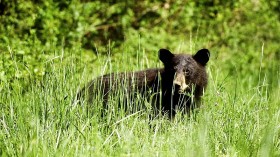 Bear Sightings, Encounters Increase in Virginia as Spring in Full Swing