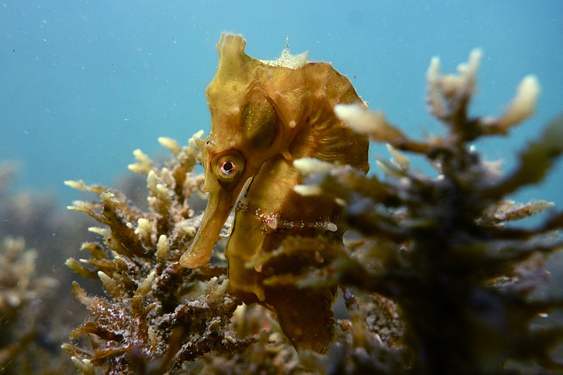350 Endangered White’s Seahorses Reintroduced into Australia Waters : Animals : Nature World News