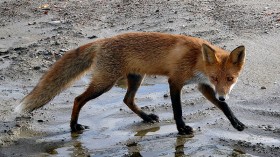 Den of Red Foxes Found on Australia Beachfront