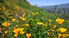 Super Bloom Paints Bay Area Hillside with Golden Wildflowers, Hikers Enjoy the 20-Minute Trail