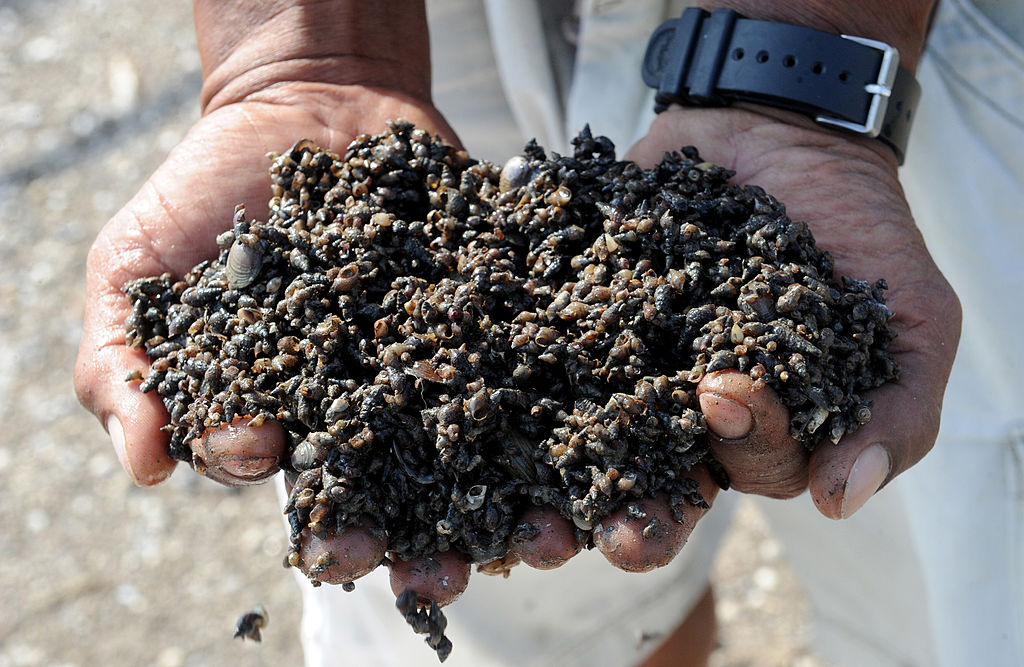Zmiany klimatyczne narażają ślimaki morskie na ryzyko rozpadu muszli i załamania ekosystemu: Animals: Natural World News