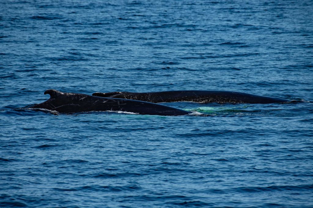 Humpback Whales Ignore Boat Noise but Sing Louder in Windy Conditions