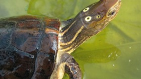 Tennessee Aquarium Turtle Nursery Welcomes Two Critically Endangered Four-Eyed Turtle Hatchlings