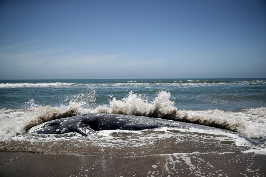 Gray Whale Seen in San Francisco Bay for 75 Days Washes Ashore Dead