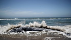 Gray Whale Seen in San Francisco Bay for 75 Days Washes Ashore Dead with Signs of 2 Vessel Strikes