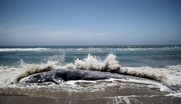 Gray Whale Seen in San Francisco Bay for 75 Days Washes Ashore Dead with Signs of 2 Vessel Strikes