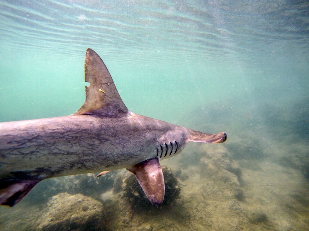 Scalloped Hammerhead Sharks Hold Breath Underwater To Hunt Prey Nature World News
