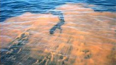 Red Tide Threatens Gulf of Mexico Fish