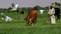 SUDAN-NATURE-WATER-NILE