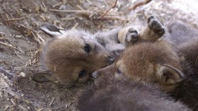 Endangered American Red Wolf Gives Birth to 5 Pups in the Wild