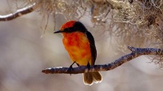 Tiny Galapagos Bird Darwin's Flycatcher Battles Extinction as 12 Chicks Hatch This Year