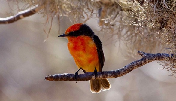 Tiny Galapagos Bird Darwin's Flycatcher Battles Extinction as 12 Chicks Hatch This Year