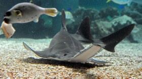 Critically Endangered Sawfish Dead in Australia With Toothed Saws Chopped Off