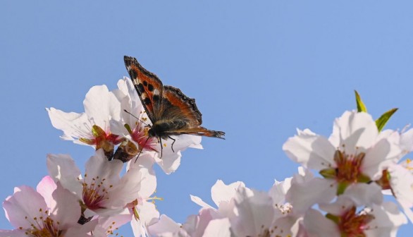 INDIA-KASHMIR-ALMOND-SPRING