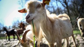 Firefighting Goats Graze to Prevent Wildfires, Erosion in Chile Forests
