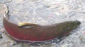 Endangered Salmon Species in California Had Trouble Breeding, Laying Eggs During Winter Rainstorms