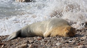 Endangered Mediterranean Monk Seal Yulia Seen Sunbathing on Tel Aviv Shores