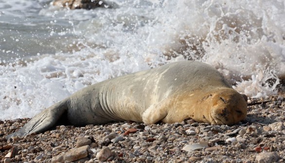 Endangered Mediterranean Monk Seal Yulia Seen Sunbathing on Tel Aviv Shores