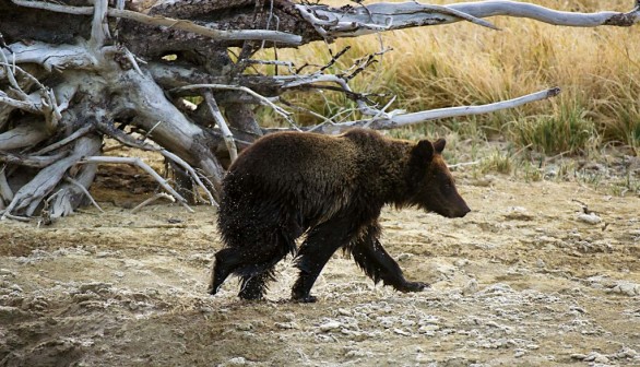 Grizzly Bear Shot Dead in Yellowstone, Wyoming Hunter Jailed with $10k Fine 