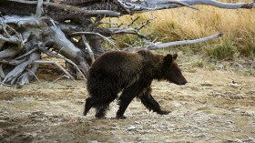 Grizzly Bear Shot Dead in Yellowstone, Wyoming Hunter Jailed with $10k Fine 