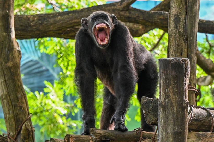 Chimpanzee Primitive Language