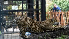 San Francisco Zoo Welcomes First Jaguar in 24 Years, New Name This Summer