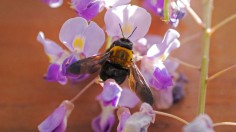 JAPAN-WEATHER-BEE