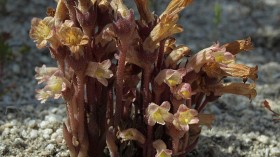 Rare Parasitic Plant Clustered Broomrape Rediscovered in Wisconsin County After 44 Years of Absence