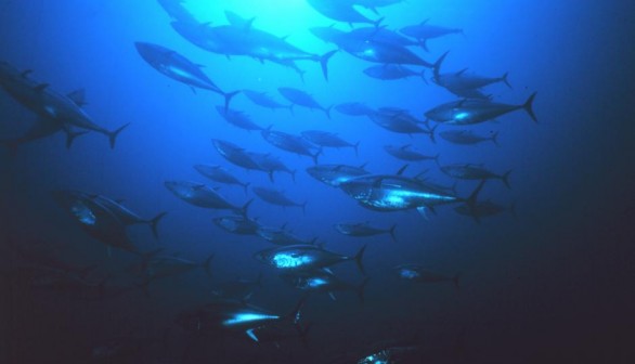 bluefin tuna