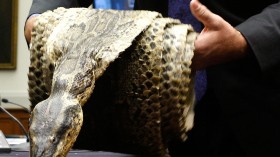 Invasive Burmese Python Skin Made into Leather Bags Could Save Florida Native Wildlife