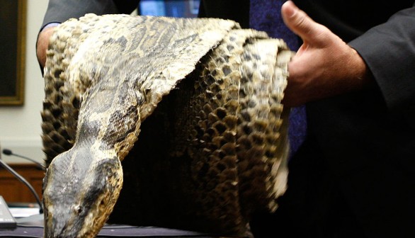 Invasive Burmese Python Skin Made into Leather Bags Could Save Florida Native Wildlife
