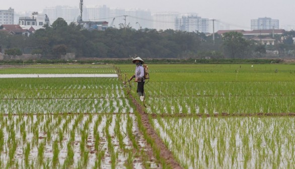 VIETNAM-ECONOMY-RICE