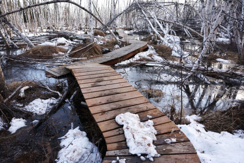 Fairbanks, Alaska.  Reports showed that a major ice jam and snowmelt caused a significant flooding concern in Alaska after the Yukon River and Kuskokwim River waters rapidly rose. 