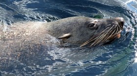 fur seal