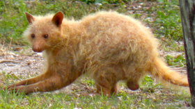 Rare Albino Racoon Spotted in Cleveland Metroparks is 1-in-20,000