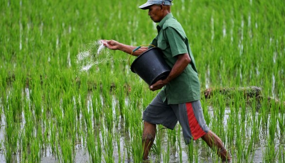 Intensive Farming, Pesticides, Fertilizers Killed 550 Million Birds Since 1980