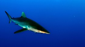 silky shark