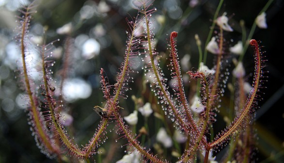 An utricularia during the opening of the